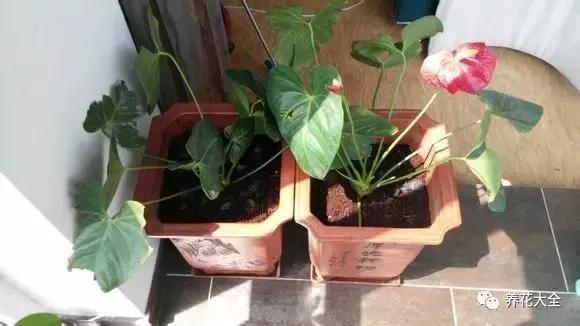 你的花枯萎了,种的花蔫了怎么让它恢复生机