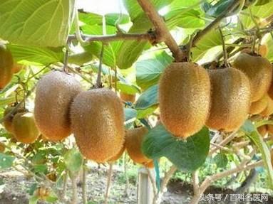 慢性胃炎伴有糜烂不能吃的水果,慢性胃炎什么水果对胃好更养胃