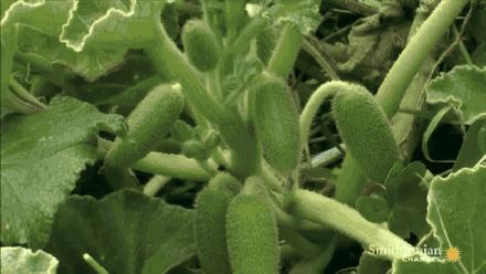 隆过的胸和正常的胸有什么区别,隆过的胸是不是很硬