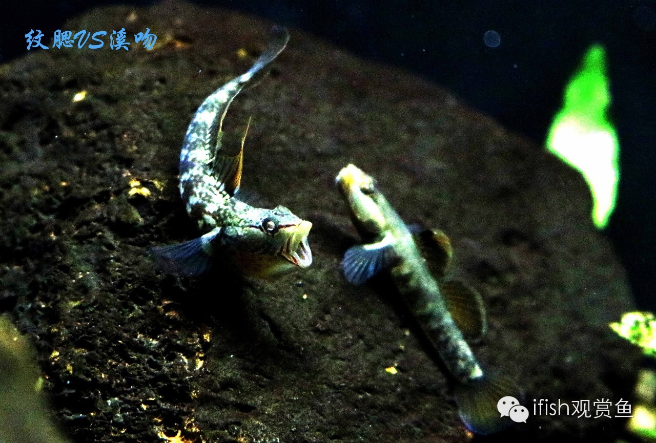 大圣年,大圣过年放鞭炮