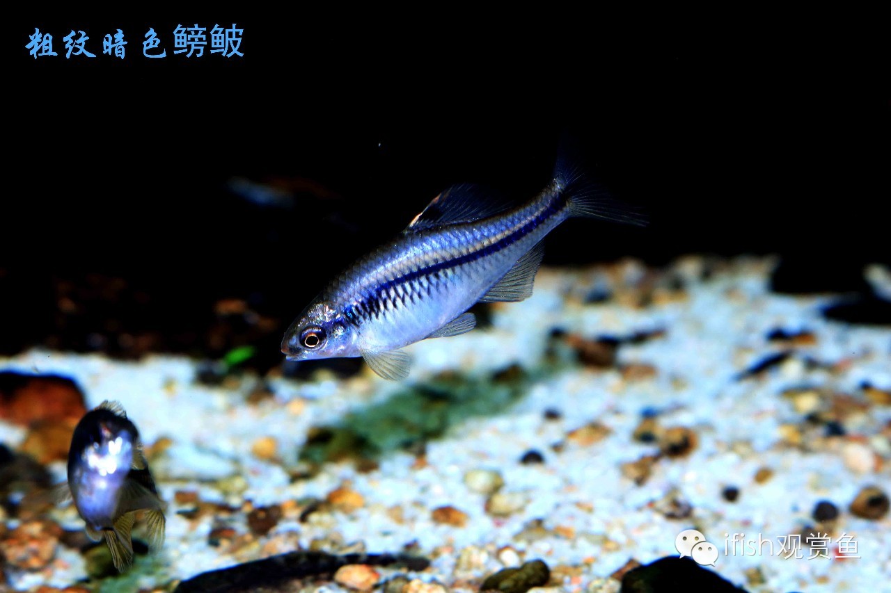 大圣年,大圣过年放鞭炮