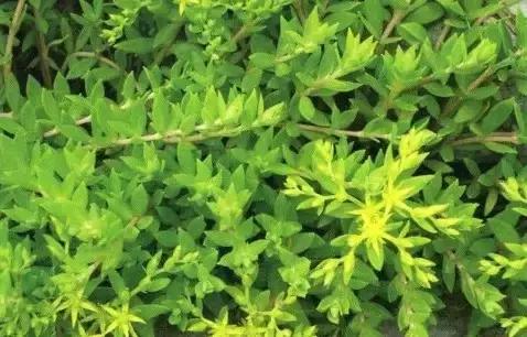 云南人再贵也要吃野生菌,云南人吃过最奢侈的一道菜