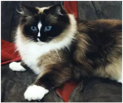 布偶猫美,布偶猫好美