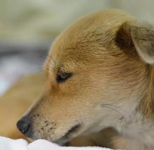 「2月上海春季」有爱领养