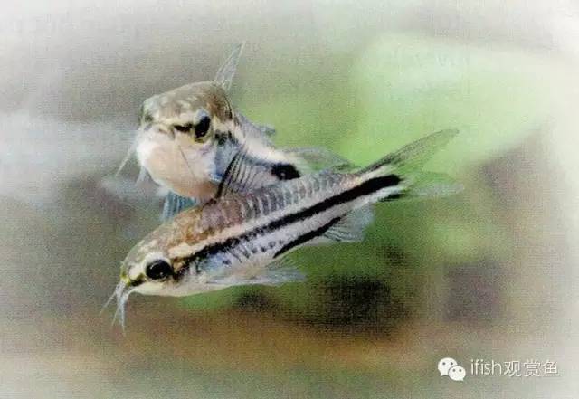 鼠鱼如何繁育,小型鼠鱼怎么养