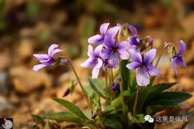徐州春季野菜大全,徐州农村野菜