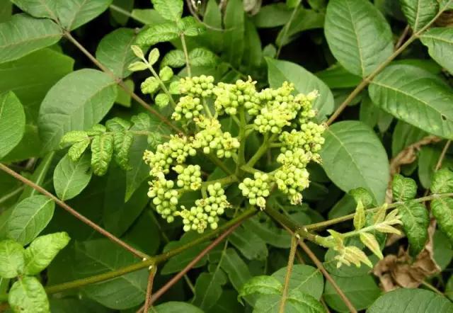 云南人再贵也要吃野生菌,云南人吃过最奢侈的一道菜