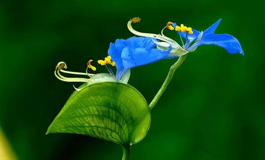 云南人再贵也要吃野生菌,云南人吃饭奢侈