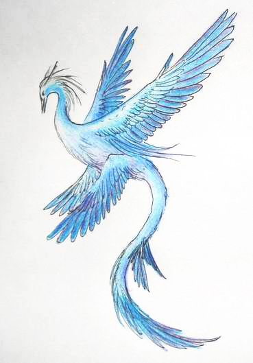 世界上唯一可以倒着飞的鸟,可以永远在天上飞的飞机