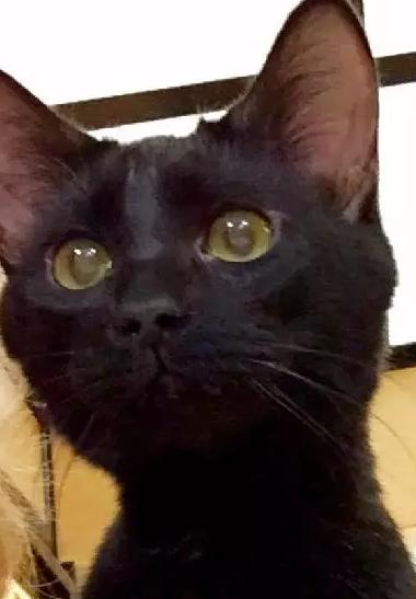 主人救了小猫,主人癫痫发作猫反应