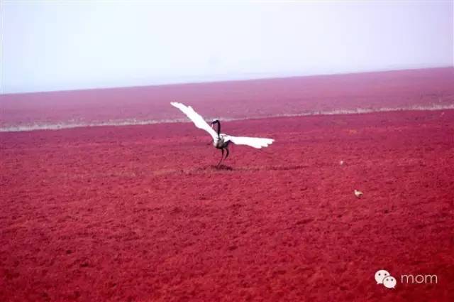 中国每个季节的旅游攻略 (中国一年四季的旅游攻略)