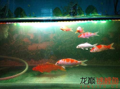 新入缸锦鲤趴缸对策,锦鲤聚在一起趴缸底