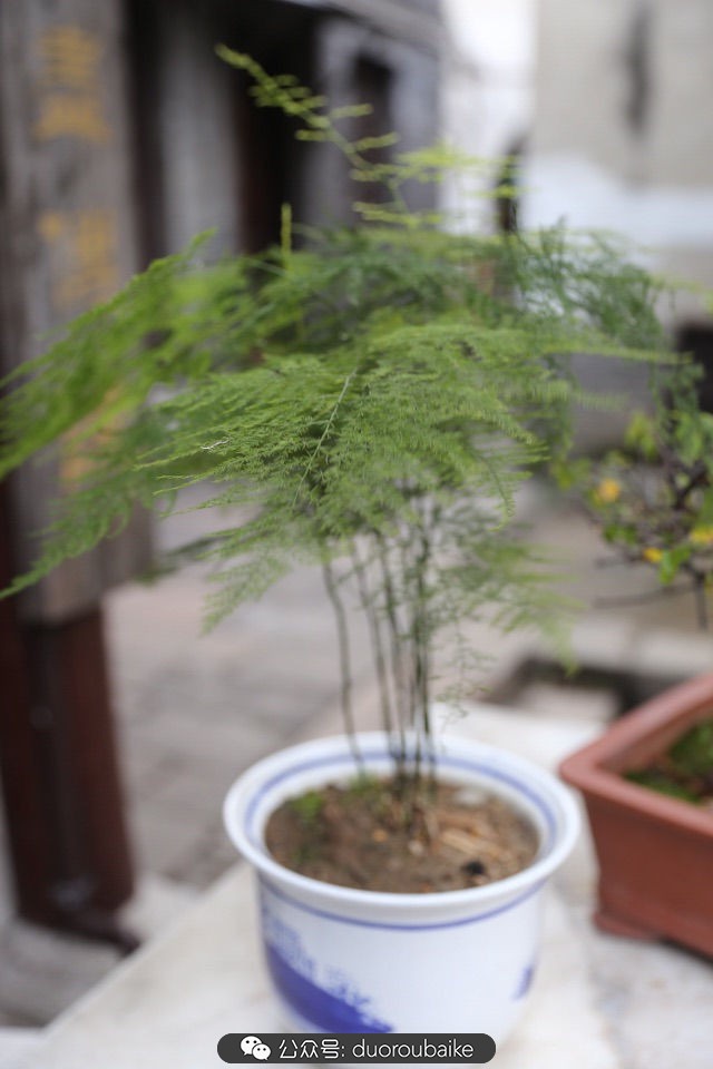 回忆之旅最适合带的植物,野外旅游必须记住的植物