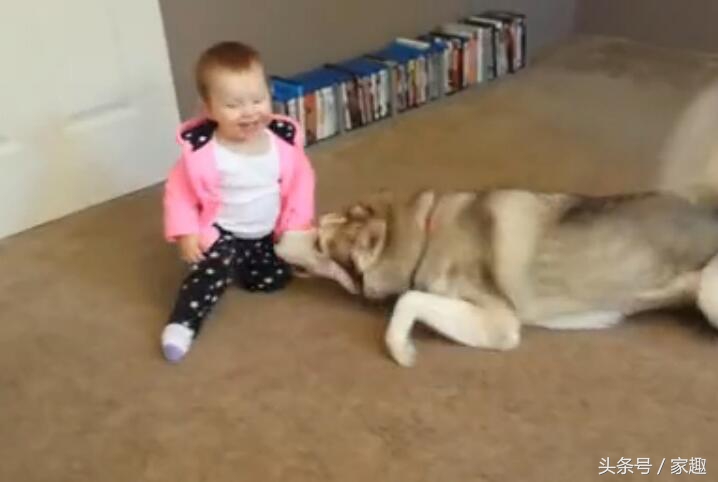 哈士奇扑倒女主人,哈士奇被女主人亲的视频