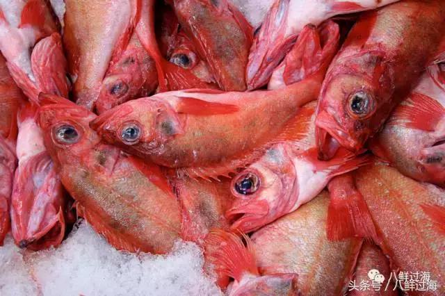 大西洋红鱼和金鲳鱼哪个好吃,大西洋红鱼和新西兰长寿鱼哪个好