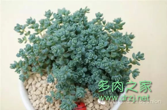 多肉植物鸡蛋碧桃的养护方法,多肉植物夏天在室内如何养护