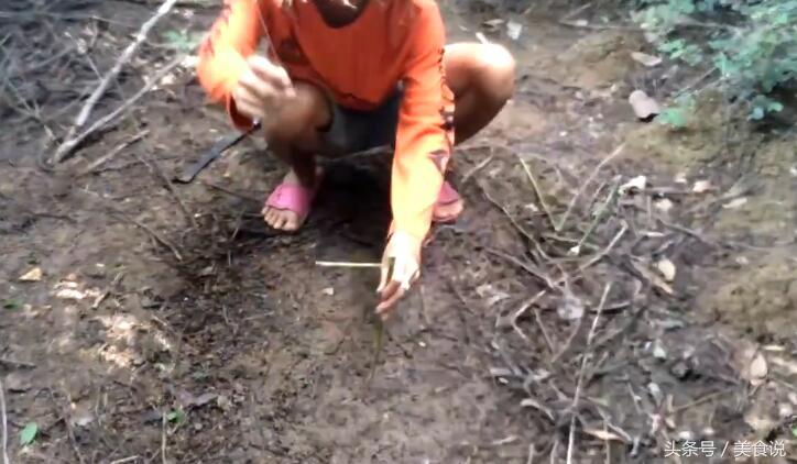 农村里的人是这样抓野鸡的，用细竹竿做陷阱很好用