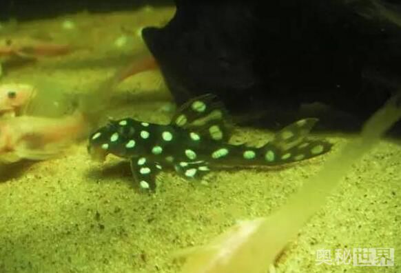 24k黄金达摩野生和人工的区别,24k黄金达摩真的有黄金吗