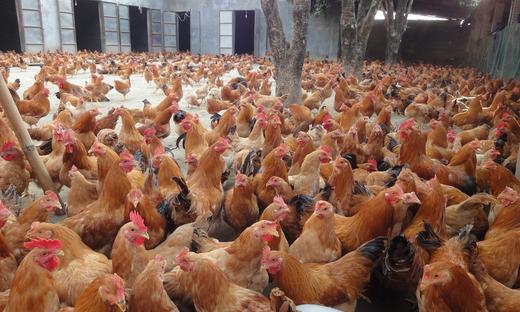 间质性肺病最新治疗方案,最新禽病治疗方案