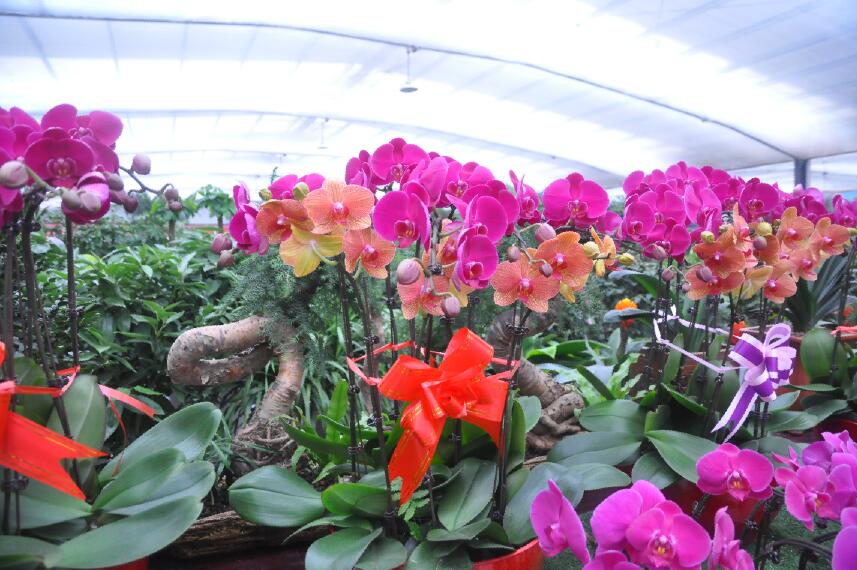 去花卉市场什么季节买花便宜,过年了到花卉市场买花