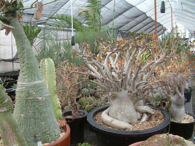 鏃ユ湰鐜夐湶澶氳倝澶ф,浠庡鑲夊ぇ妫氶噷璺戝嚭鏉ョ殑澶氳倝