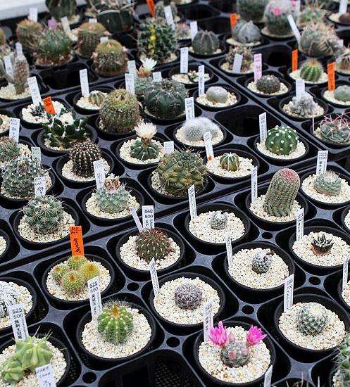 鏃ユ湰鐜夐湶澶氳倝澶ф,浠庡鑲夊ぇ妫氶噷璺戝嚭鏉ョ殑澶氳倝