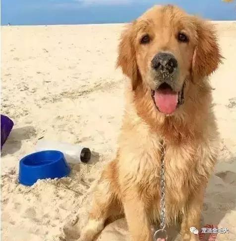 金毛不是最温柔善良的狗狗吗,大壮是只汪