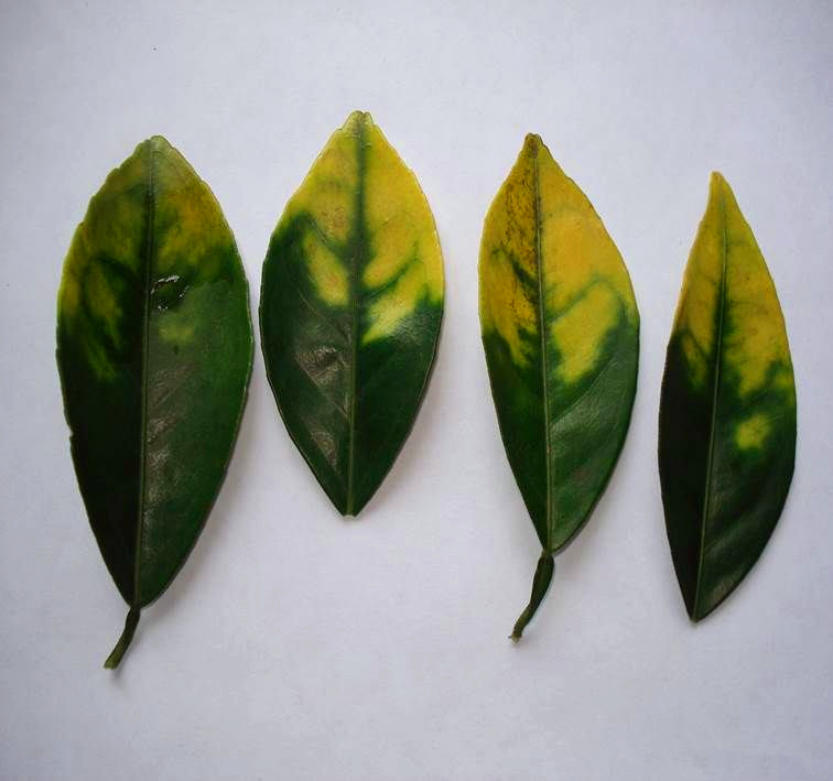 绿萝叶子尖发黑是怎么回事,为什么大叶绿萝新芽叶尖发黑