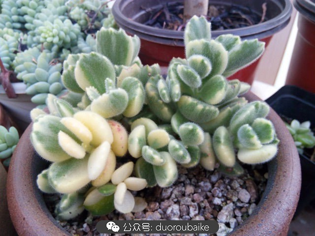 黄色熊童子多肉植物状态图,多肉植物熊童子怎么养