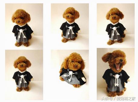 幼泰迪贵宾犬怎么养活的,泰迪贵宾犬适合新手养吗