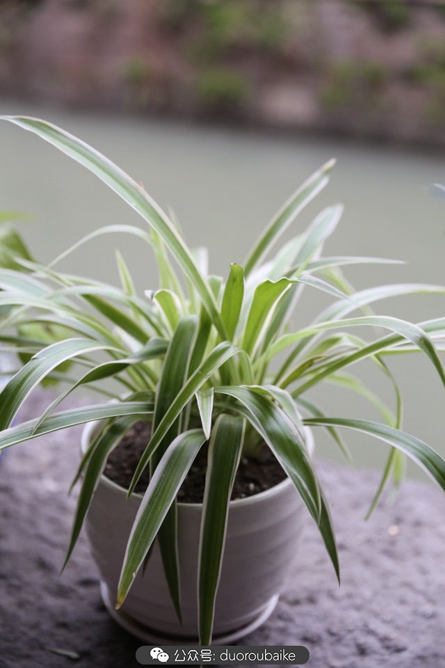 回忆之旅最适合带的植物,野外旅游必须记住的植物