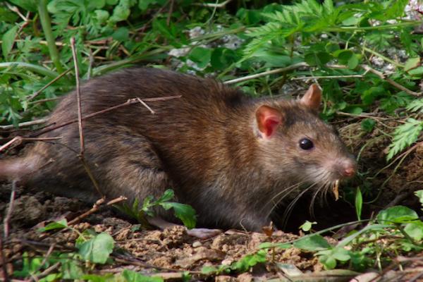 最让人讨厌的6种动物是什么,农村人最恨的动物