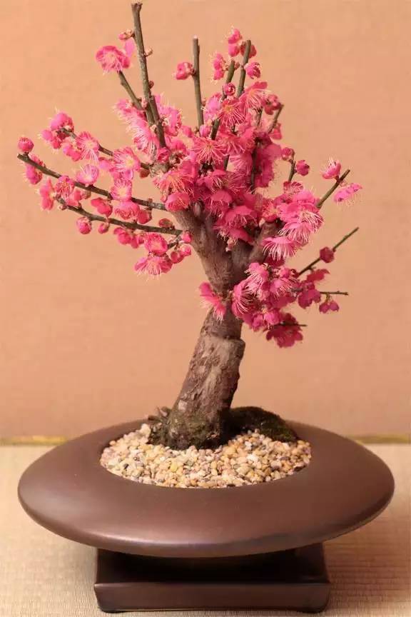 过年家里摆放合适的植物,过年适合家里摆放什么植物