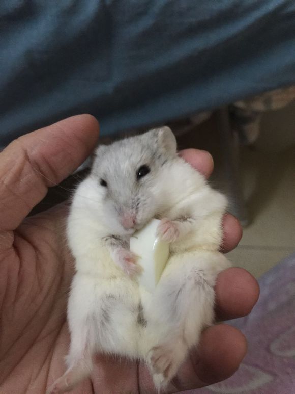必须买的仓鼠零食,小仓鼠买东西推荐吃的主食小零食