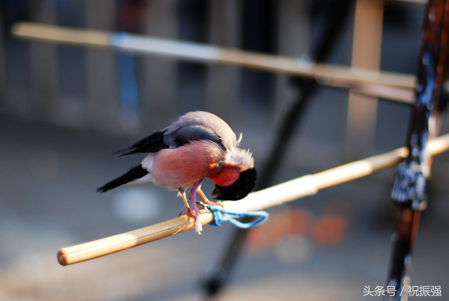 北京十大花鸟鱼虫市场,北京官园花鸟鱼虫市场现在开放吗