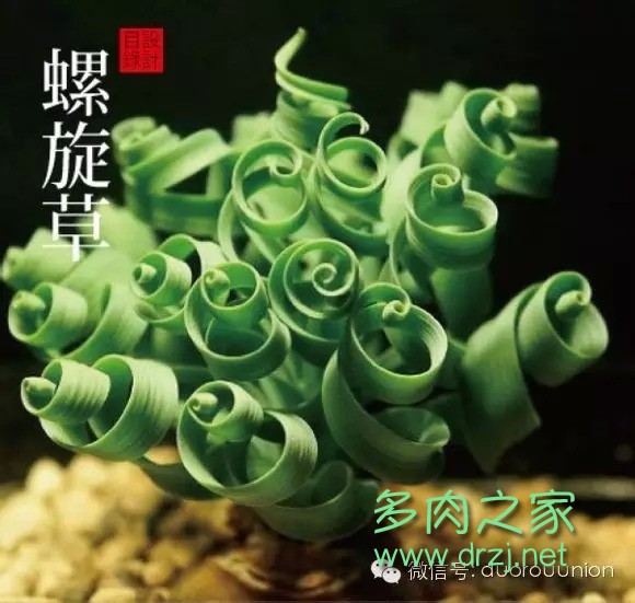 多肉植物鸡蛋碧桃的养护方法,多肉植物夏天在室内如何养护