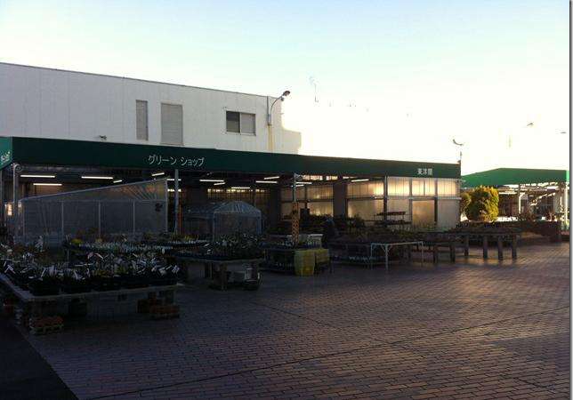 鏃ユ湰鐜夐湶澶氳倝澶ф,浠庡鑲夊ぇ妫氶噷璺戝嚭鏉ョ殑澶氳倝