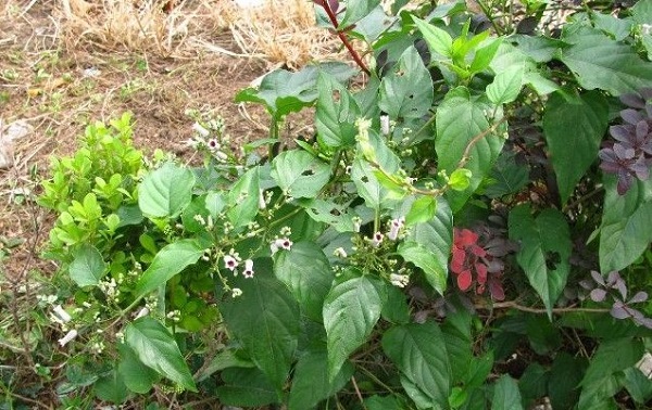 农村一种野草，治疗胃痛有一招，使用过后疯狂抢挖