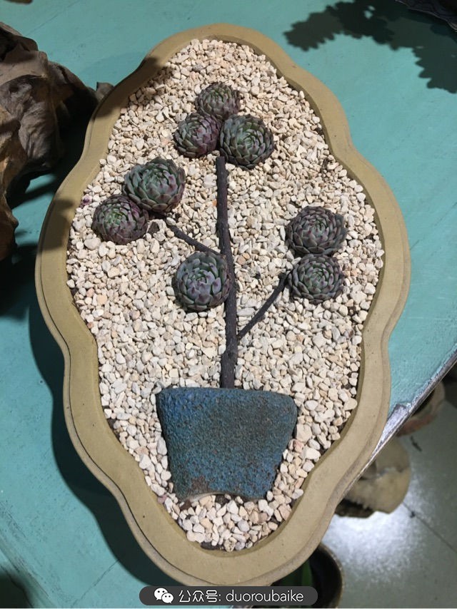 寒风中越发美丽的多肉,冬季暖阳下的多肉