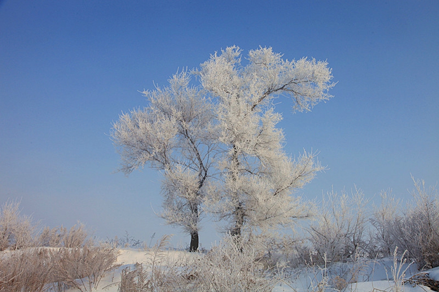 吉林雾凇岛的好看的雾凇倒影图片,吉林雾凇岛和雪谷雾凇岭