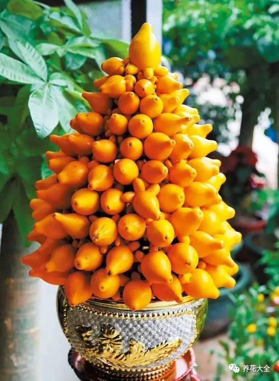 过年观赏花的盆栽,观果花卉盆栽大全