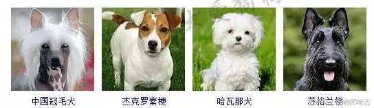 狗狗品种大全按体型智商怎么分,聪明狗狗品种大全及图片及名字