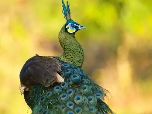 云南十大漂亮的鸡,云南第一生态鸡