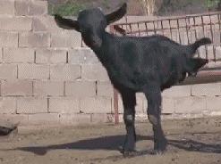 搞笑gif防火防盗防闺蜜果然没错,爆笑gif这就是女汉子开瓶盖的方式