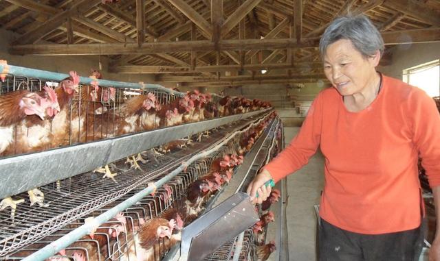 农村养鸡不容易,农村养鸡出路在哪里