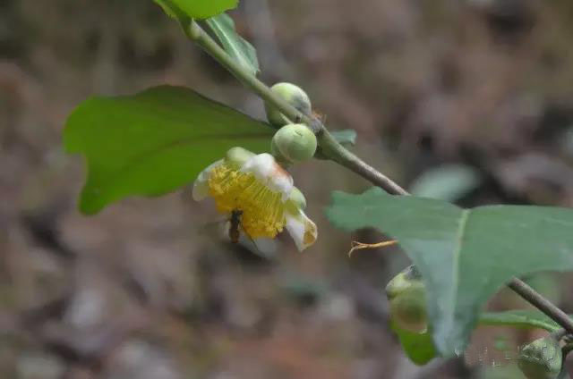 大尖山露营公园图,五桂山山旮旯露营基地