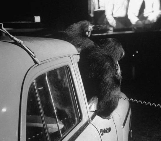 世界第一辆汽车电影是什么名字,世界上第一部汽车电影院