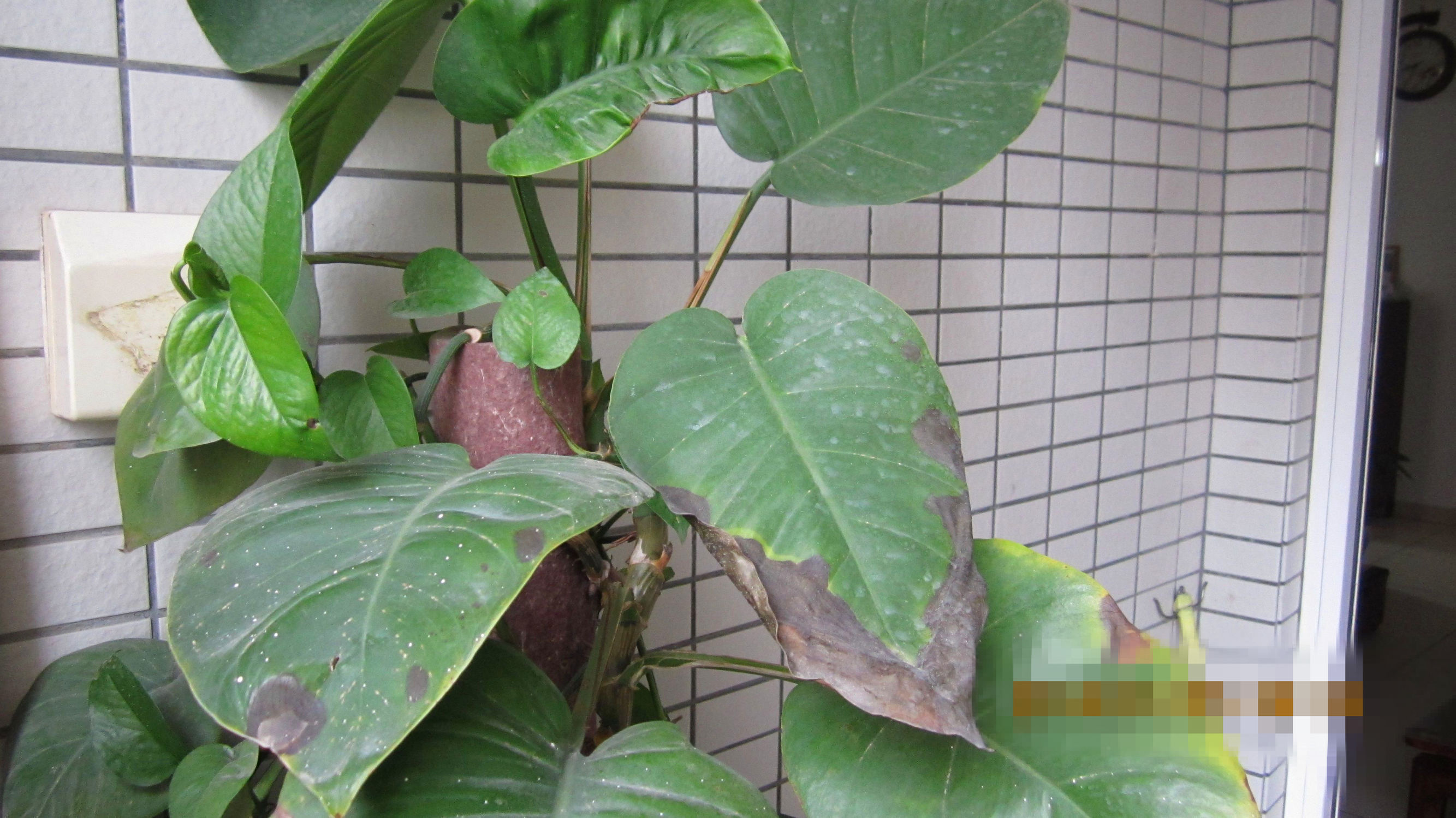 绿萝叶子尖发黑是怎么回事,为什么大叶绿萝新芽叶尖发黑