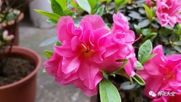 最美大杜鹃花图片,中国最美天然杜鹃花