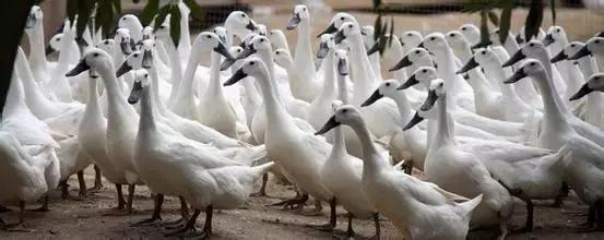 福建汀州土特产,福建零食特产有哪些